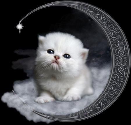 GIFS-IMAGES 26